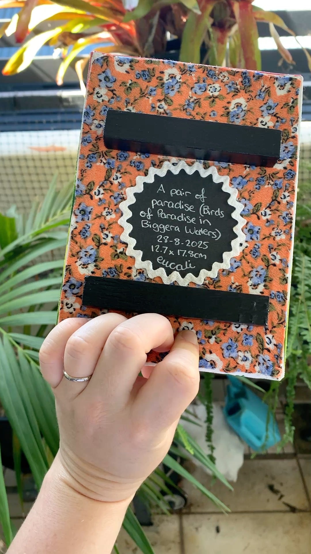 A pair of paradise (Birds of Paradise in Biggera Waters), 2025