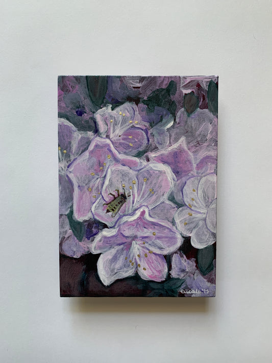 Azaleas in West End, 2025